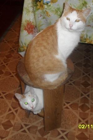 Котовторник 16.02.16