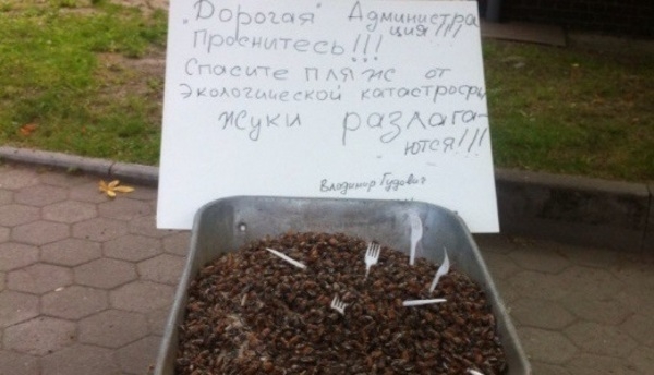 Пенсионер высыпал на ступени администрации Зеленоградска две тачки мёртвых майских жуков