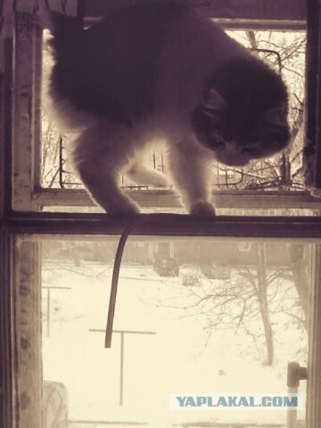 Котовторник 08.11.2016