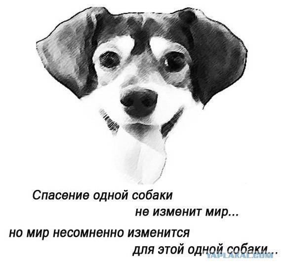Щенок, упавший в горячий гудрон, был обречен.