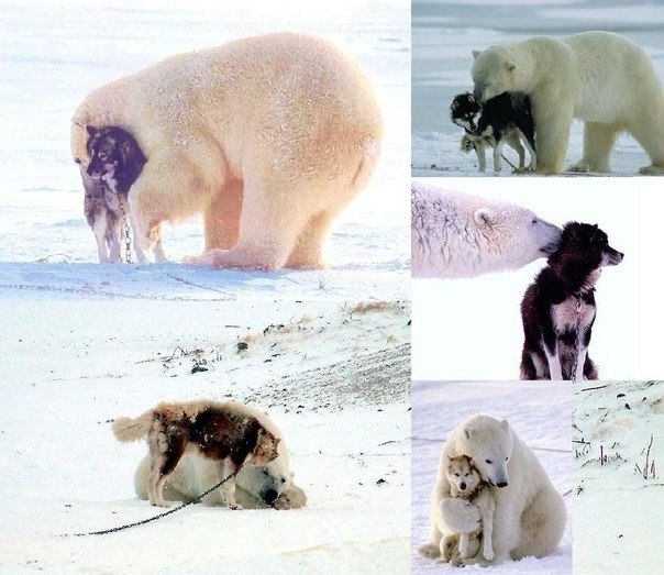 Самые смешные животные