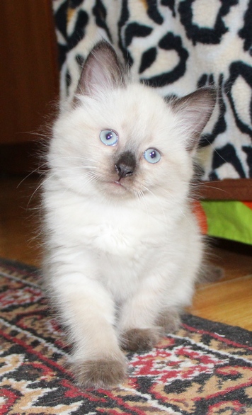 19 шикарных кошек, которые стоят целое состояние