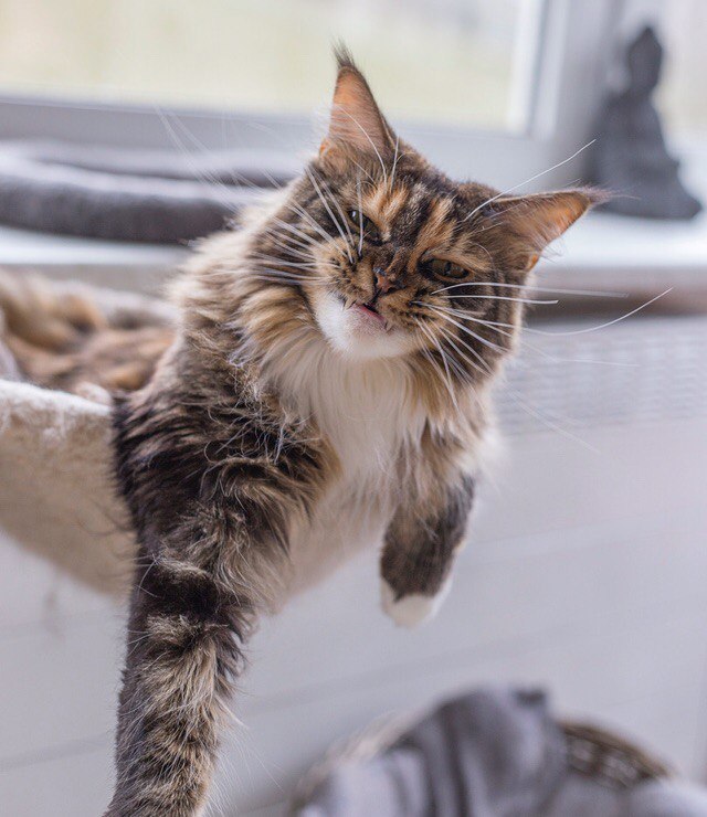 Коты и Кошки