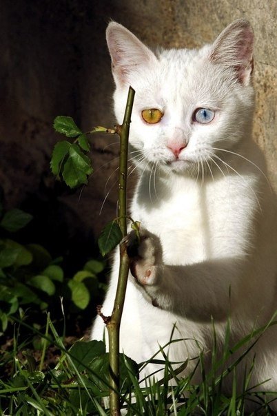 Коты и Кошки