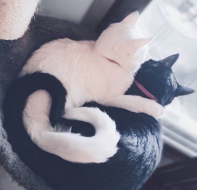 Коты и Кошки