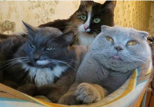 Коты и Кошки