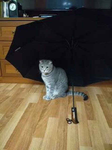 Котовторник  14.11.2017