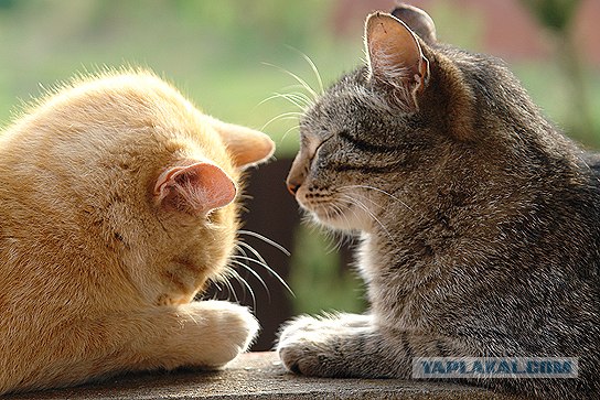 Котовторник на ЯПлакалъ (20.05.08), прикольные коты, добавляем свои!