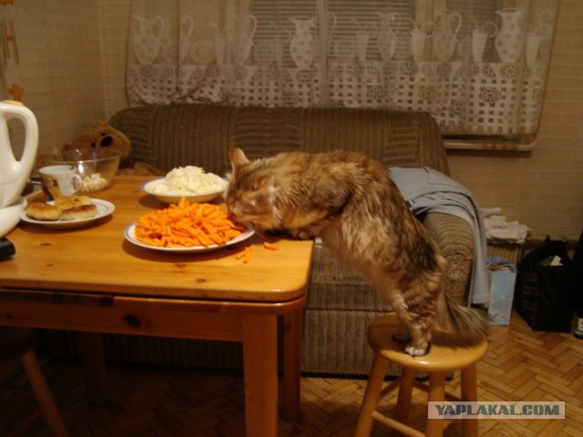 Котовторник на ЯПлакалъ