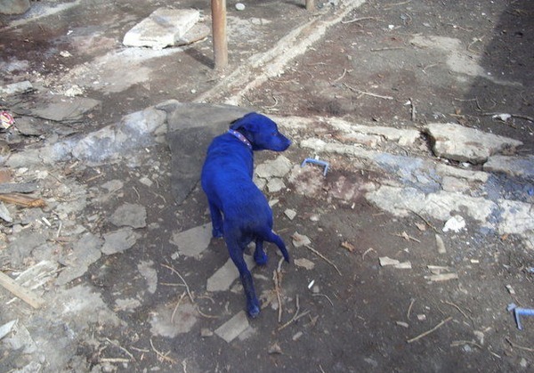 Настоящий голубой щенок