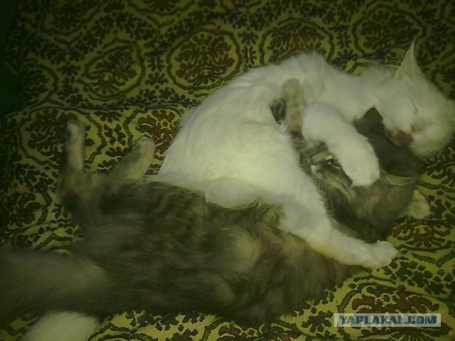Котовторник с Кузей
