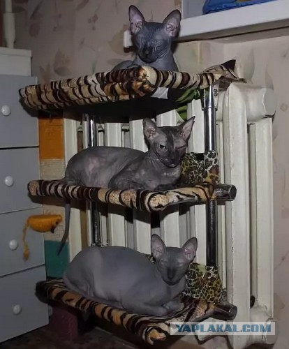 23 самых ленивых кота
