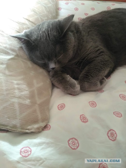 Котовторник 28.01.2020