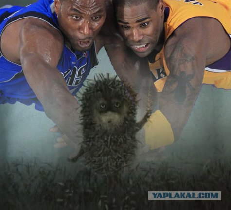 Ну очень жабельная фотография!