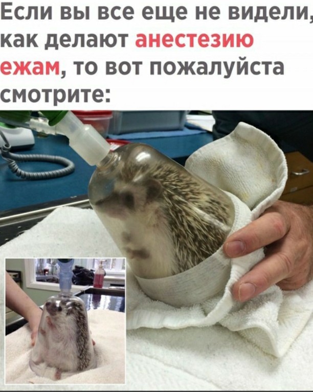 Бобёр, выдыхай!
