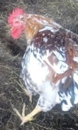 Вьетнамская вислобрюхая свинья. Мясо, или жир?⁠⁠