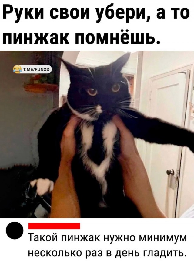 Жизнь домашнего приюта "Котоленд" 433