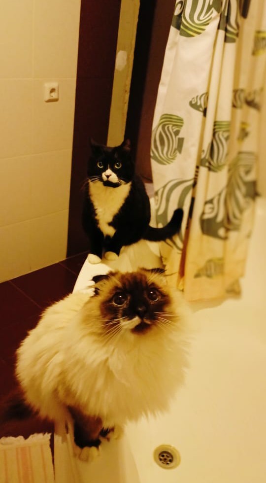 Котовторник 05/11/2024