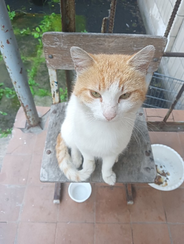 Очумелые Пёрышки