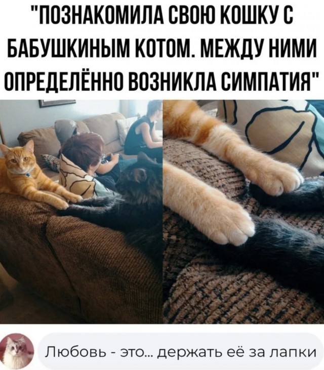 К котовторнику: подборка картинок-баянов с котиками и про котиков. Выпуск 13