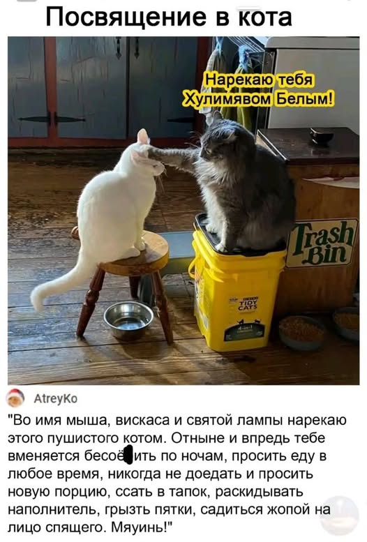 Субботние картинки