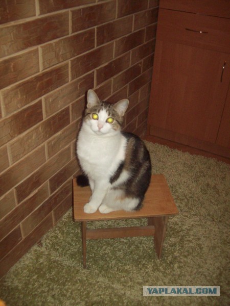 Про спасенных котеек