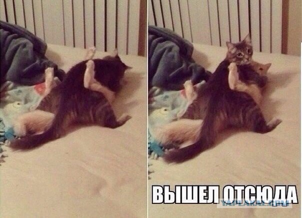 Тема для юмора