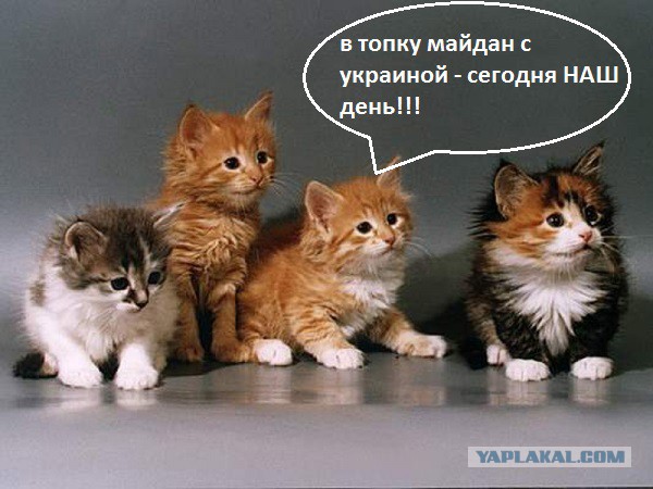 Котовторник 04.03.2014