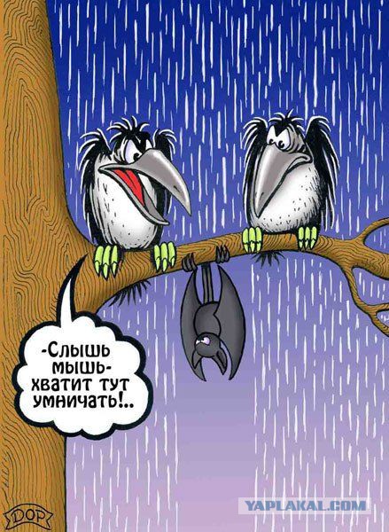 Модератор
