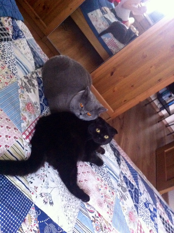 Котовторник
