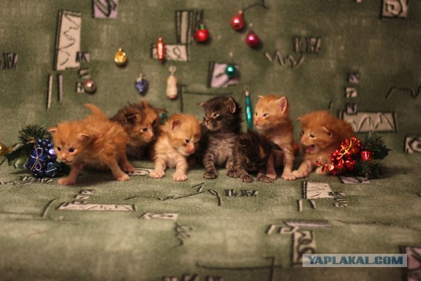 Котовторник 15.12.2015