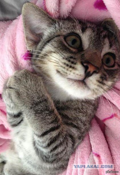 Мой личный котоленд 9