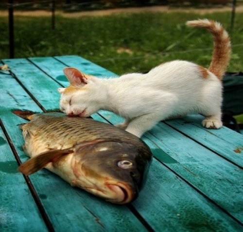 Ну, очень нервная кошка.
