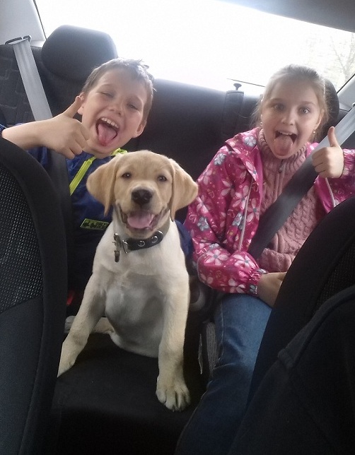 Жизнерадостный лабрадор