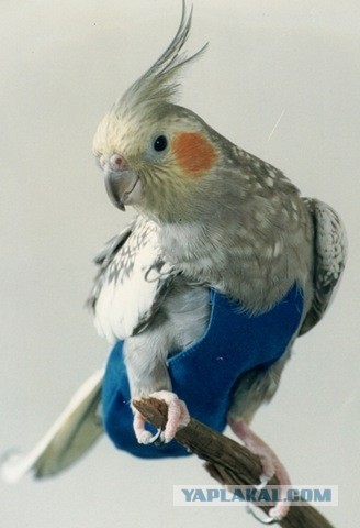 Свитер для попугая