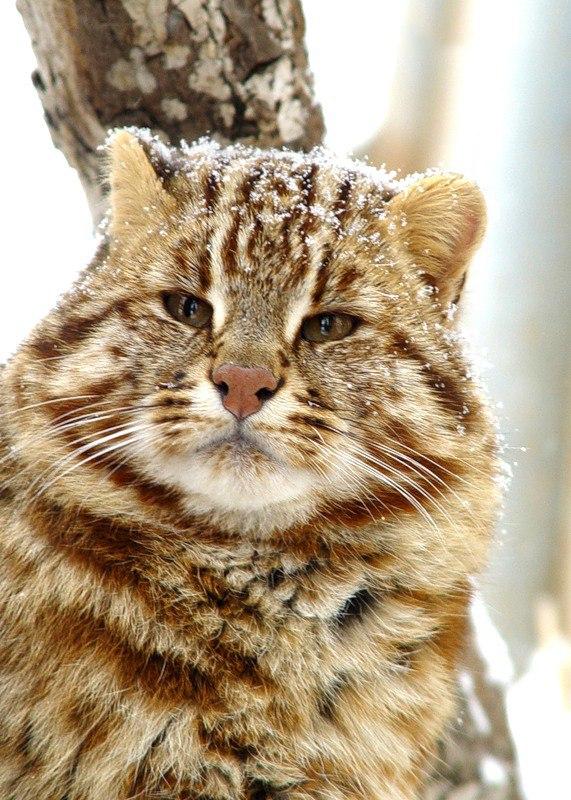 Коты из сети