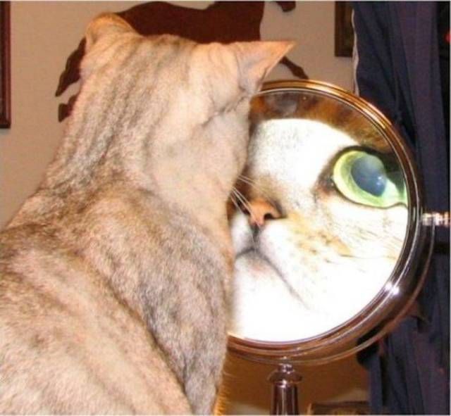 Коты и Кошки