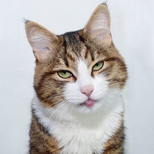 Котик-инвалид из Екатеринбурга покорил соцсети