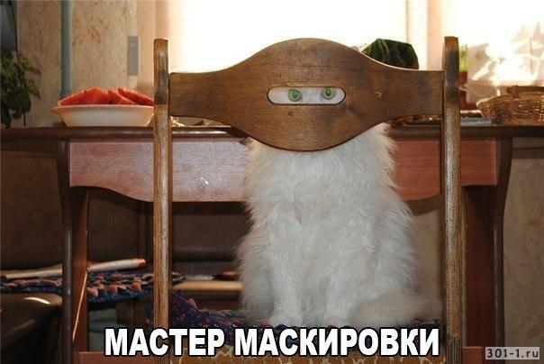 Абсолютные чемпионы по игре в прятки
