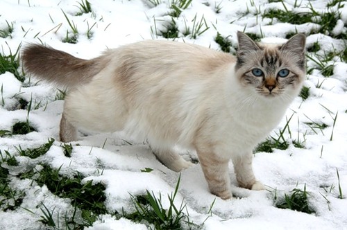 Котомет на вторник (15.04.2008)