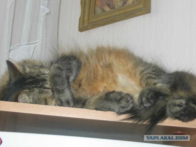 Сонное царство  (8 фото)