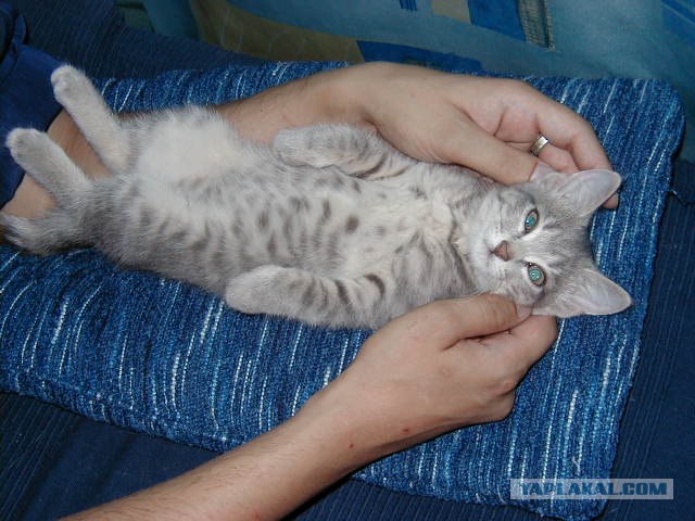Котовторник на 04.08.2009