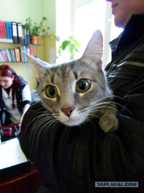 Начинаем котовторник!