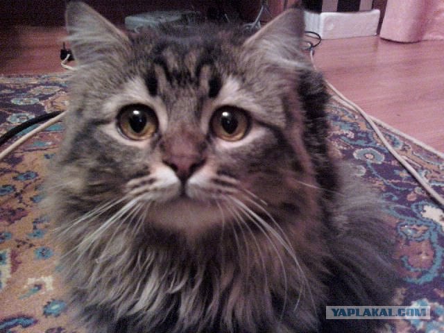 Интимный котовторник (23.08.11)