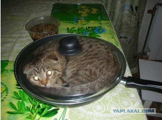 Котовторник 27.11.2018