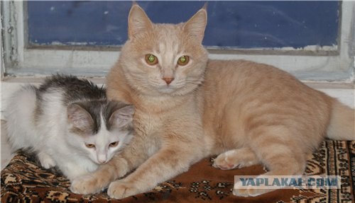 Котовторник 17 января
