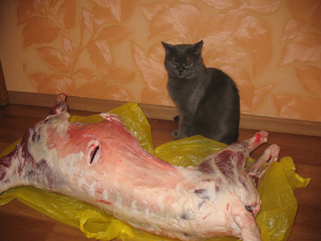 Котовторник (31.01.2012)