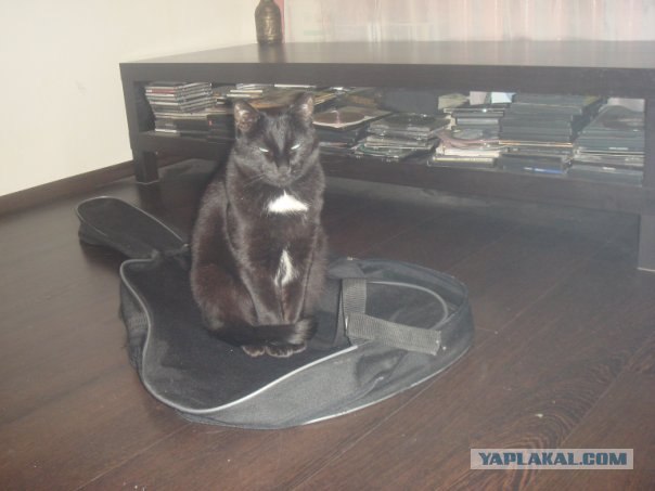 Котовторник (07.02.2012)