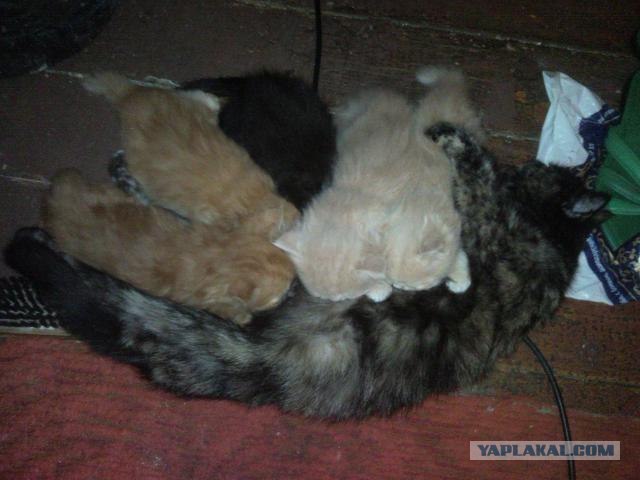 Котовторник 8 мая 2012
