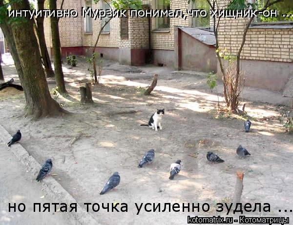 Крысы напали на котов! Жесть и мясо!